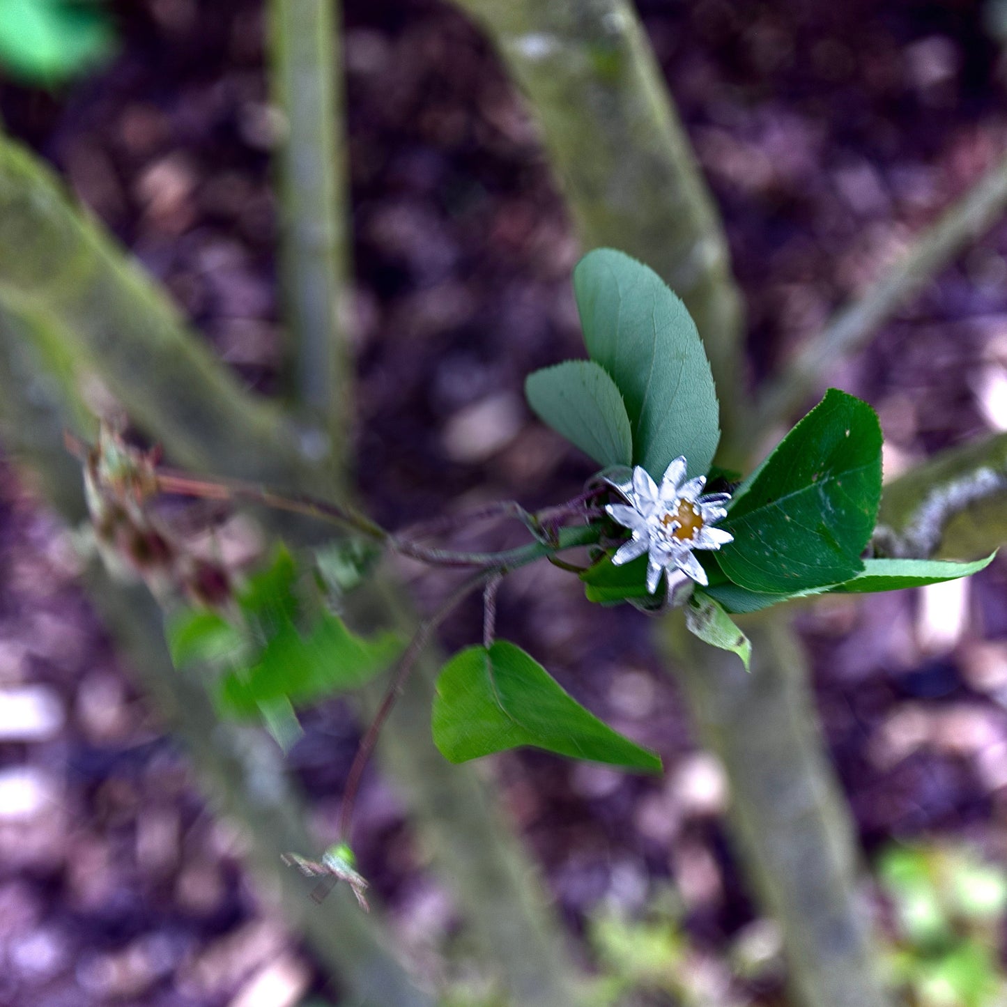 SPINNING LILY RING